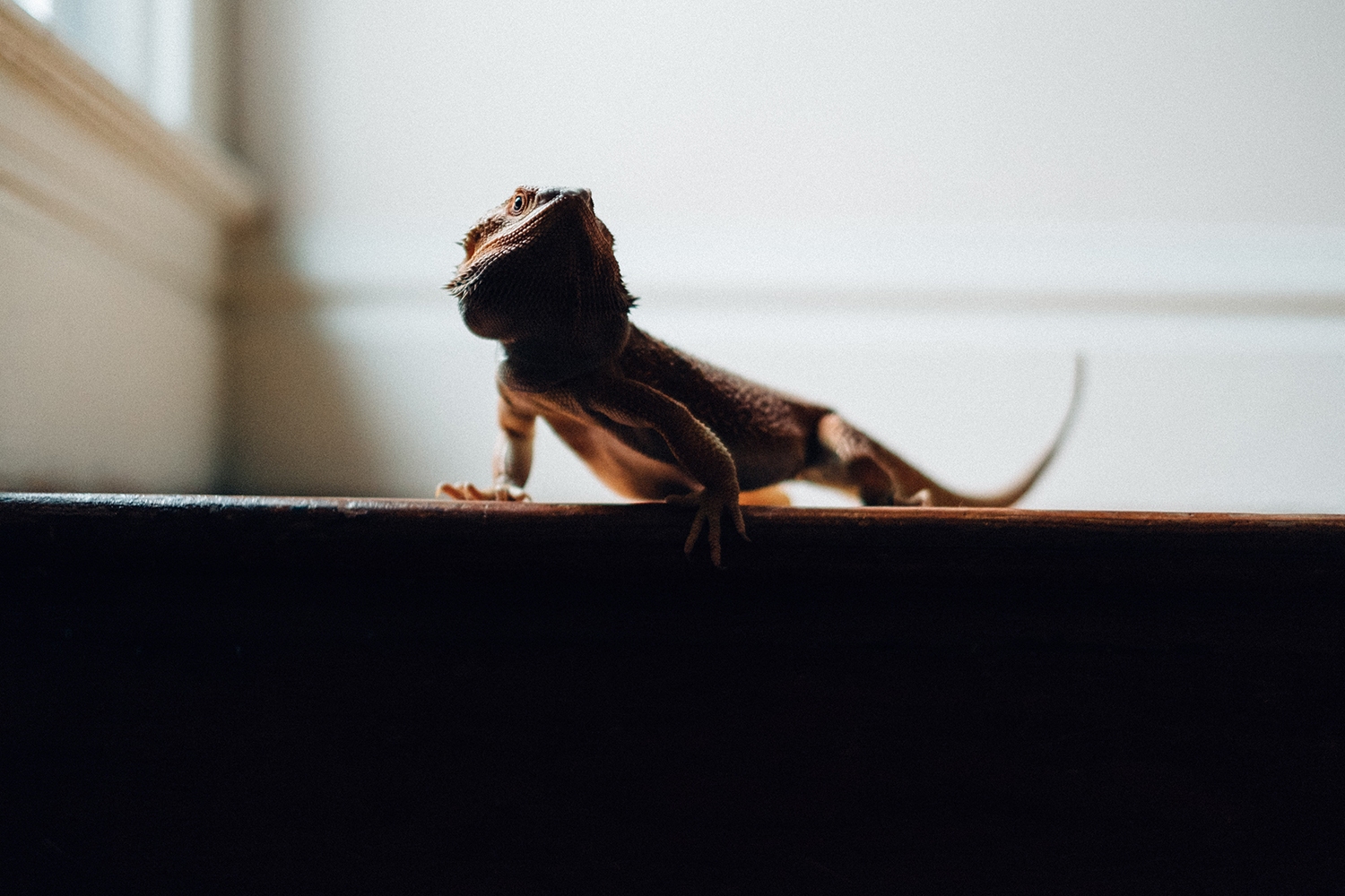 The Real Problem Evangelicals Have with Evolution (And What Needs to Be Done About It)