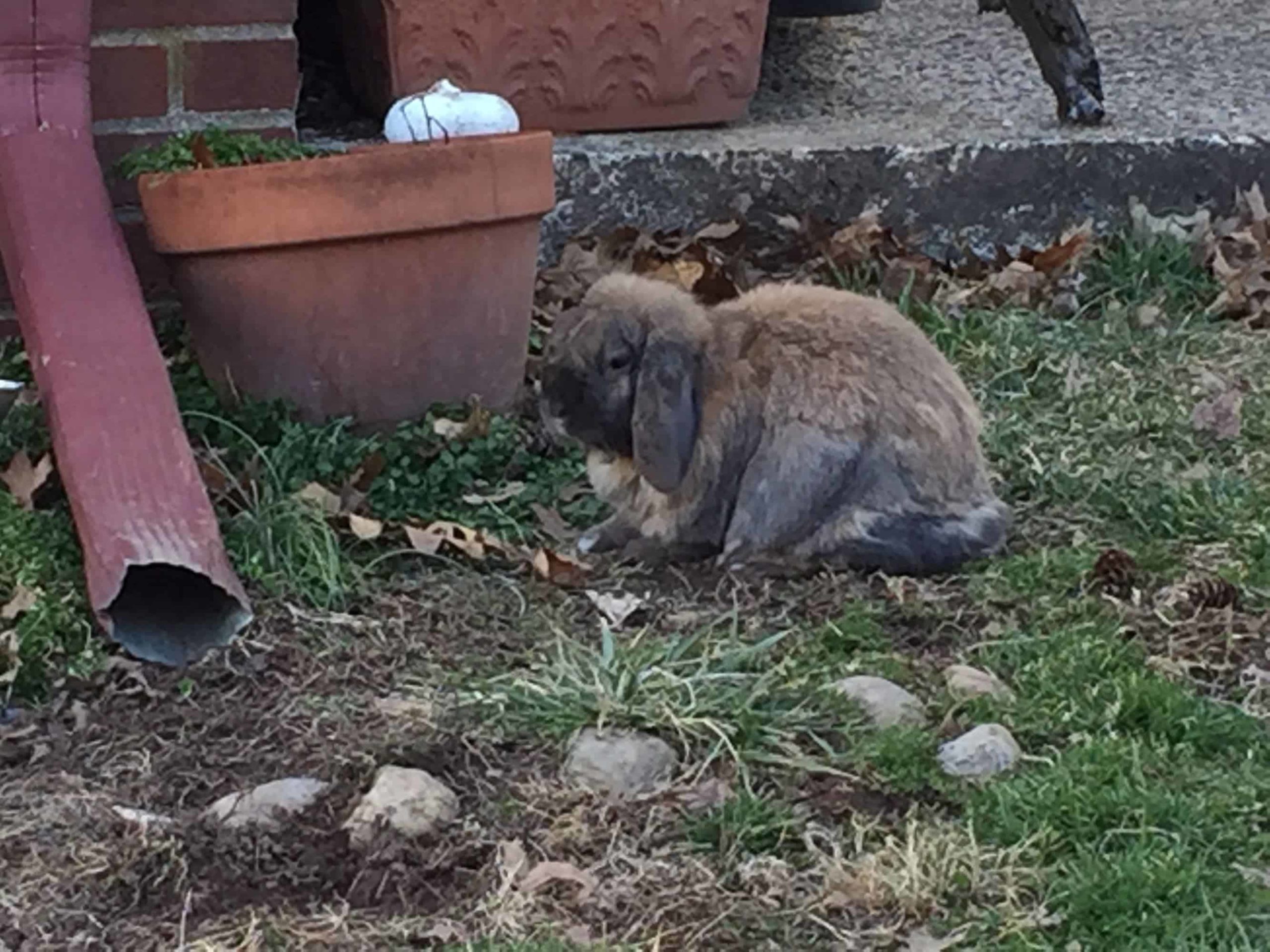 the cutest little bunnies ever debating creationism
