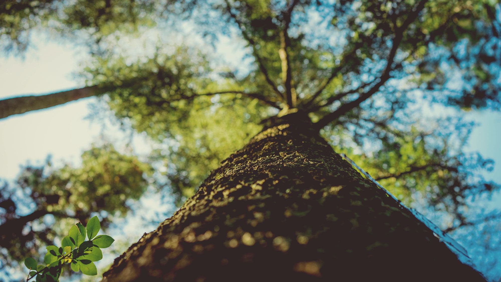 11 Recurring Mistakes Evangelicals Make in the Evolution Debate