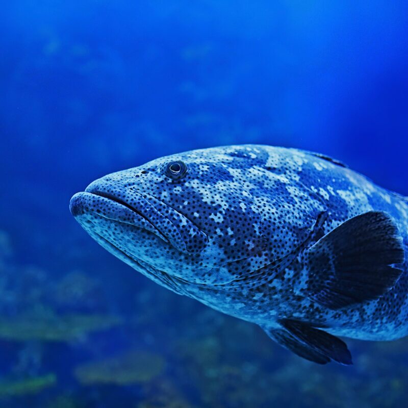 book of jonah