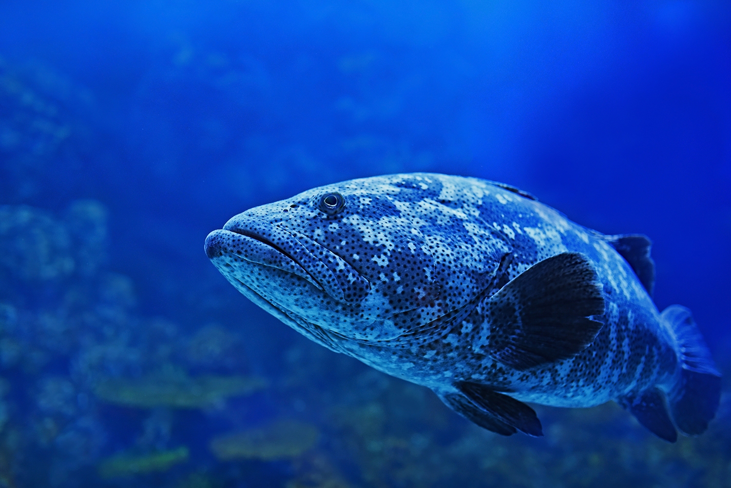 Don’t Put God in a Box, Unless You Want to Be Swallowed by a Fish